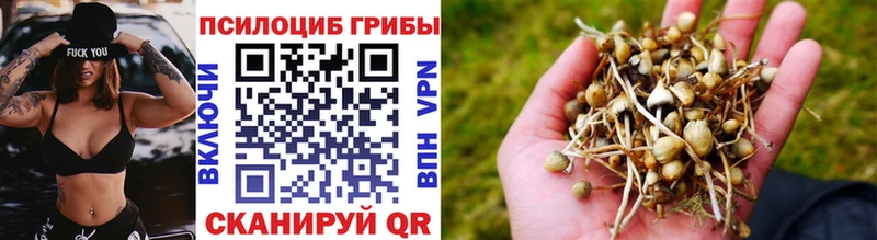 даркнет состав  Правдинск  Псилоцибиновые грибы мицелий 
